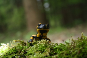Feuersalamander