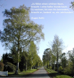 Birkenstraße Frühjahr