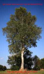 birke_TdB_eich