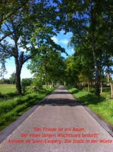 baum_se